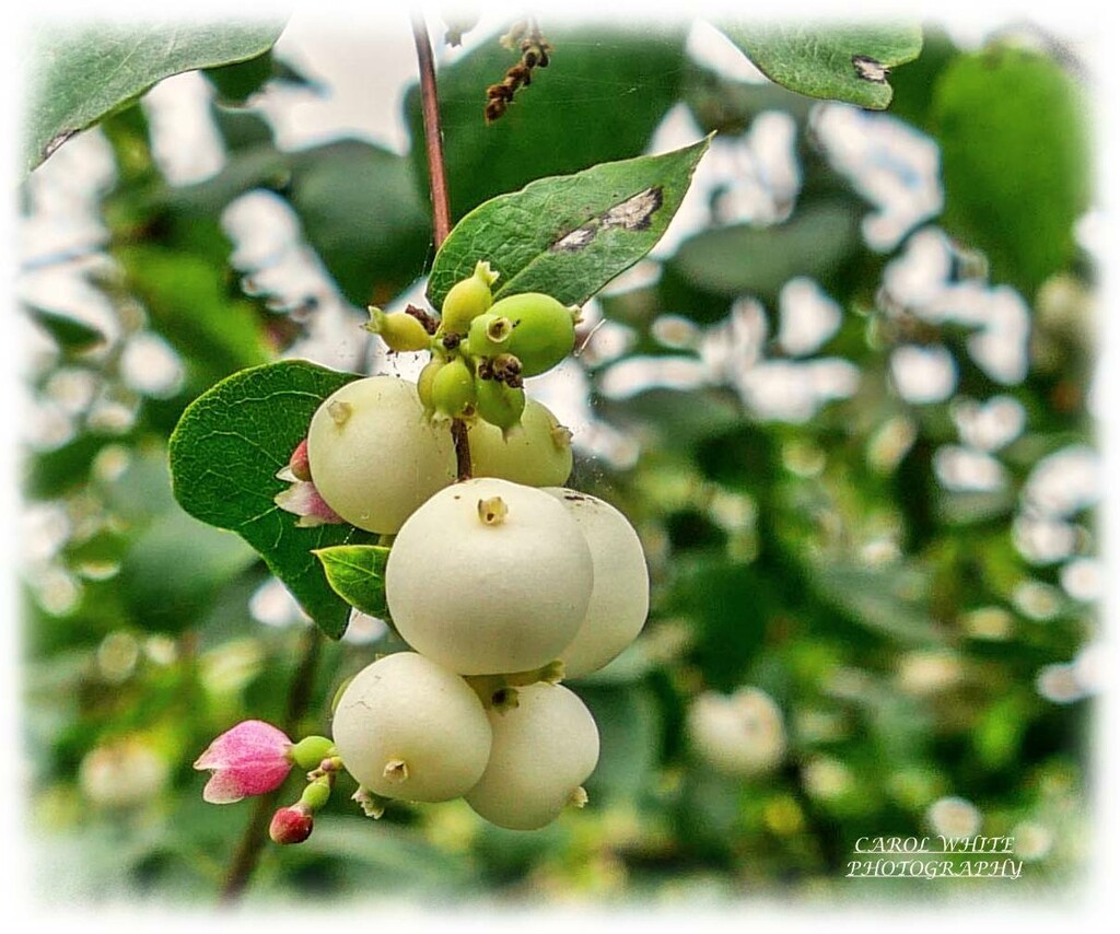 Snow Berries by carolmw