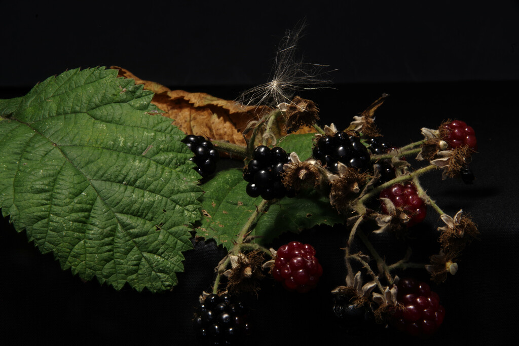 Blackberries by 30pics4jackiesdiamond