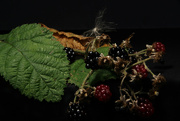 1st Sep 2021 - Blackberries