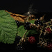 Blackberries by 30pics4jackiesdiamond