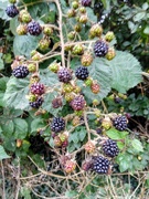 1st Sep 2021 - Autumn.. Blackberries