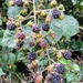 Autumn.. Blackberries by 365projectorgjoworboys