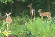 1st Sep 2021 - Whitetail deer -- front, back and side view
