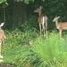 Whitetail deer -- front, back and side view by tunia
