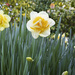 Daffodils by kgolab
