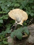 1st Sep 2021 - Mystery fungus