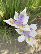 8th May 2021 - Spring Iris
