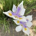 Spring Iris by msfyste