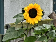 1st Sep 2021 - Sunflower