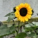 Sunflower by rosiekind