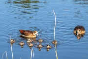 1st Sep 2021 -  Egyptian Geese  family