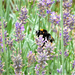 Busy Bee! by bigmxx