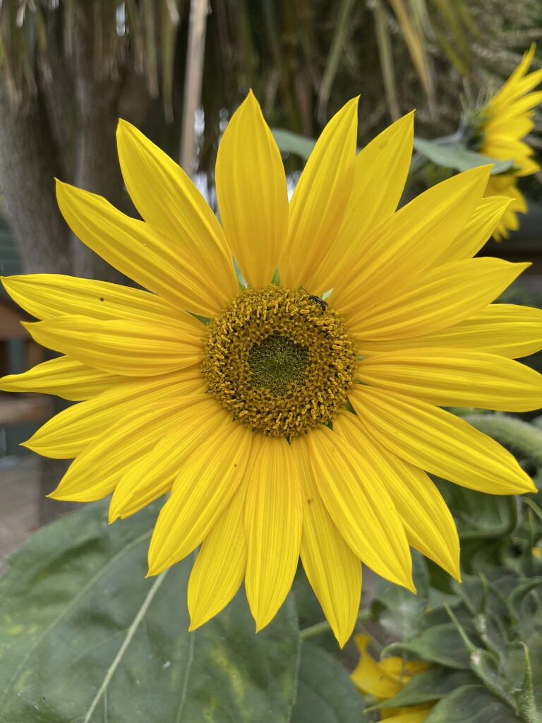 Sunflowers by bill_gk