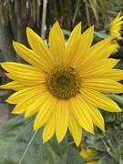 1st Sep 2021 - Sunflowers