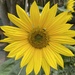 Sunflowers by bill_gk