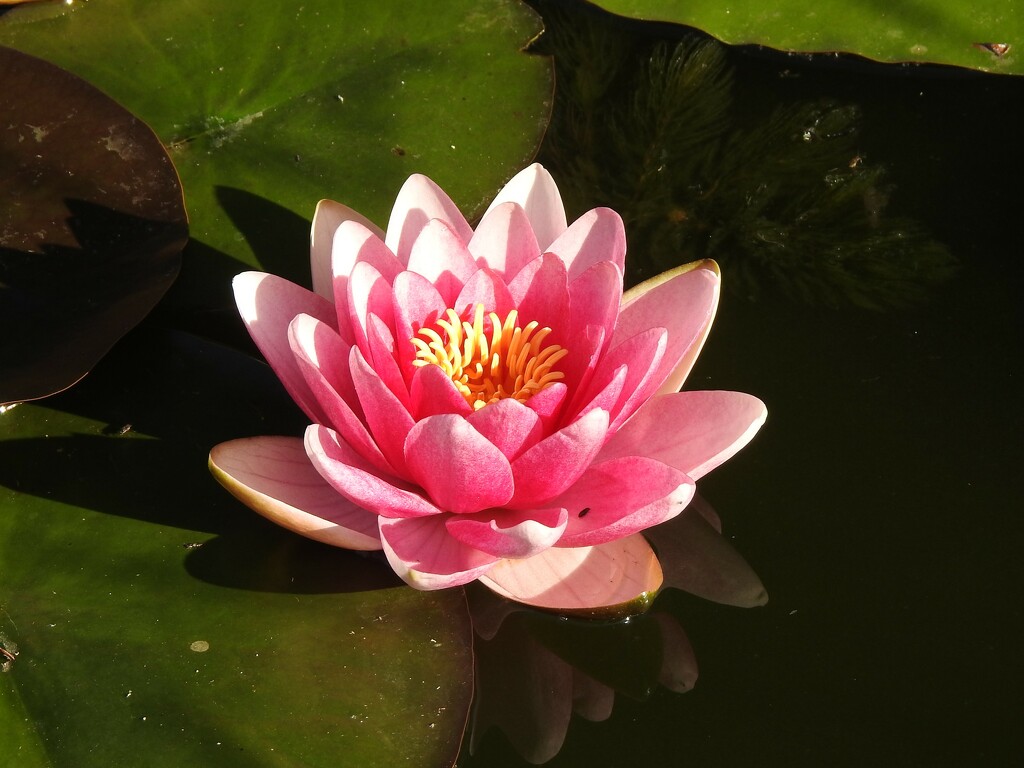  Pond Lily in the Sunshine  by susiemc