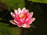 19th Aug 2021 -  Pond Lily in the Sunshine 