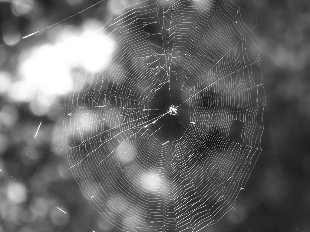 Web in black and white... by marlboromaam