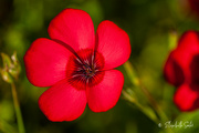 1st Sep 2021 - Red flower