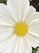 31st Aug 2021 - Cosmos Flower