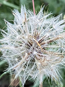 25th Aug 2021 - Dandelion Going to Seed