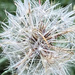 Dandelion Going to Seed by clay88