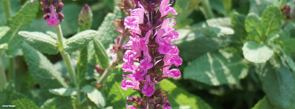 Lavender bloom by larrysphotos