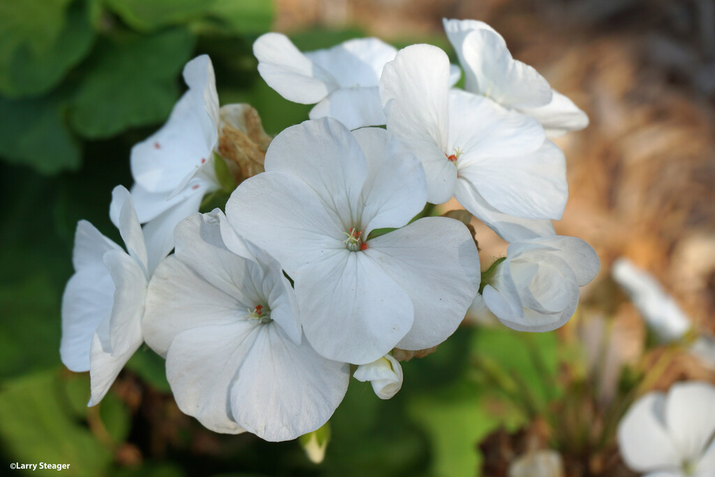 White Geranium by larrysphotos
