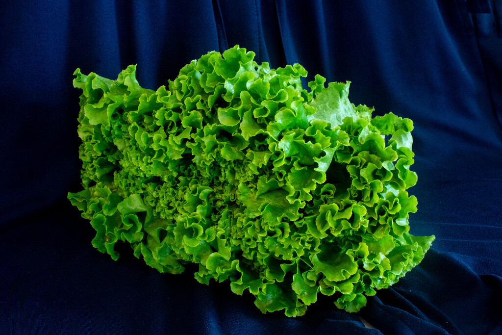 Lettuce with Light Painting by tdaug80