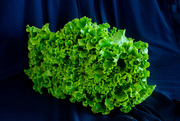 1st Sep 2021 - Lettuce with Light Painting