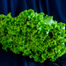 Lettuce with Light Painting by tdaug80