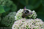 1st Sep 2021 - Busy Bee