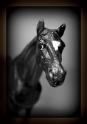 16th Jan 2011 - The Horse Whisperer
