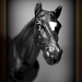 The Horse Whisperer by digitalrn