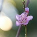 Blossom in the light by kiwinanna