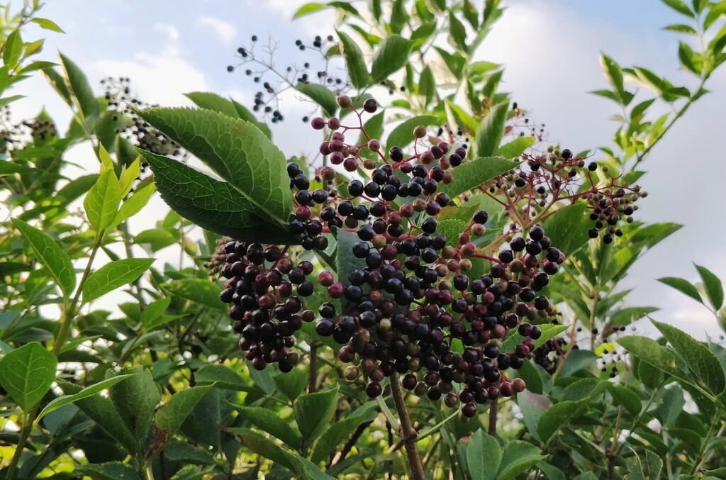 Elder berries by roachling