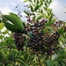 Elder berries by roachling