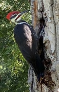 2nd Sep 2021 - Pileated Woodpecker 