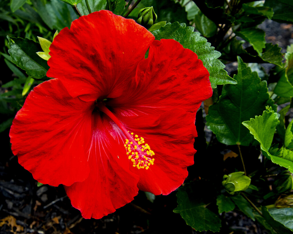 Hibiscus by cwbill