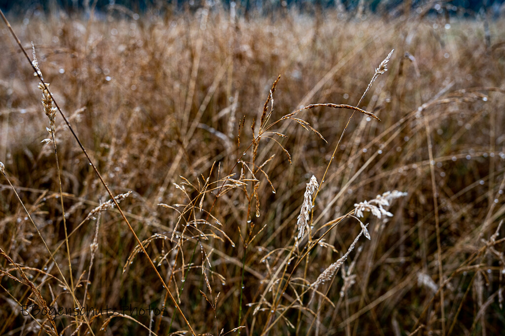 Grasses and Seeds with raindrops by theredcamera
