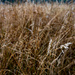 Grasses and Seeds with raindrops by theredcamera
