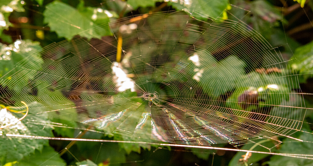 Glistening Web! by rickster549