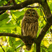Bad Hair Day for the Barred Owl! by rickster549