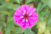 1st Sep 2021 - Another Zinnia...