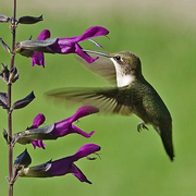28th Aug 2021 - Hummingbird feeding