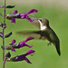 Hummingbird feeding by annepann