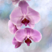 31st Aug 2021 - Floating Orchid