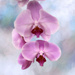 Floating Orchid by joysfocus