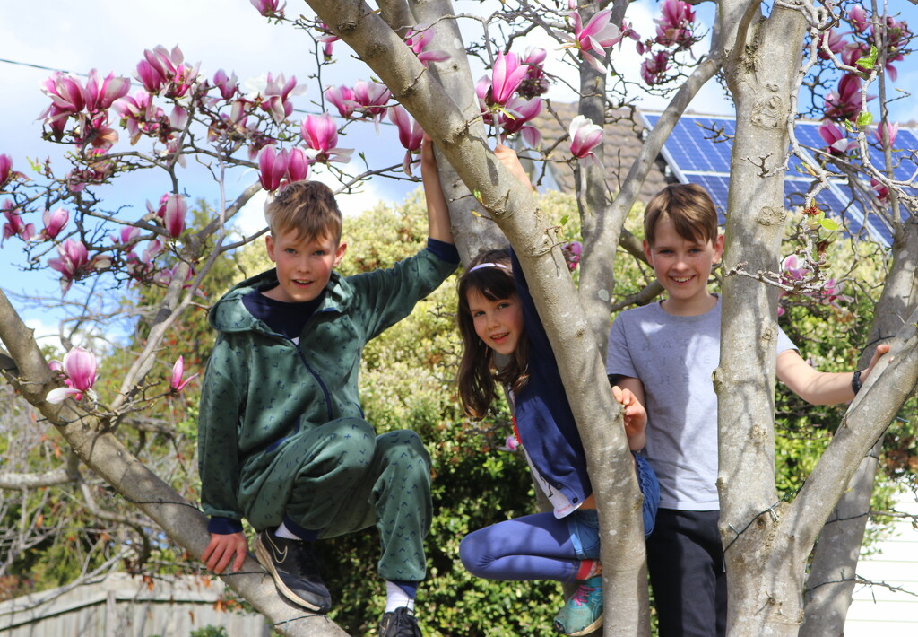 Magnolia children by gilbertwood