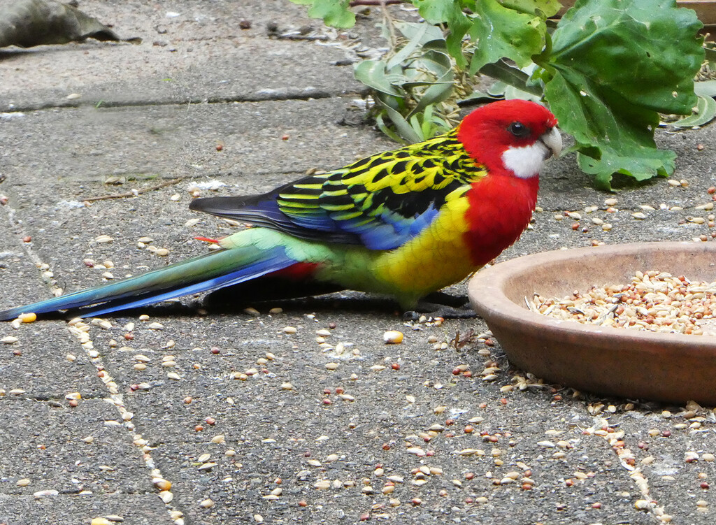 Eastern Rosella by onewing